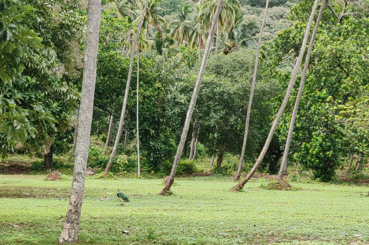 Nalini Garden