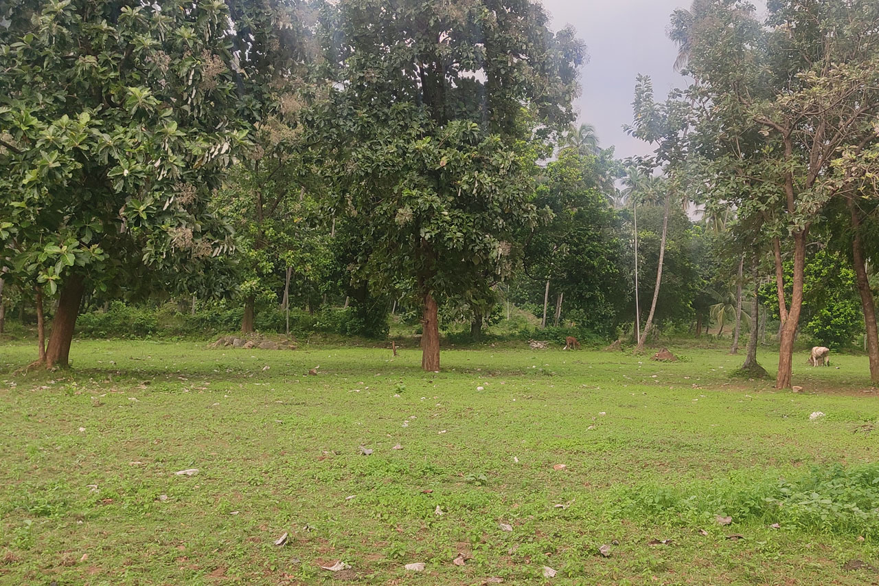 Nalini Garden